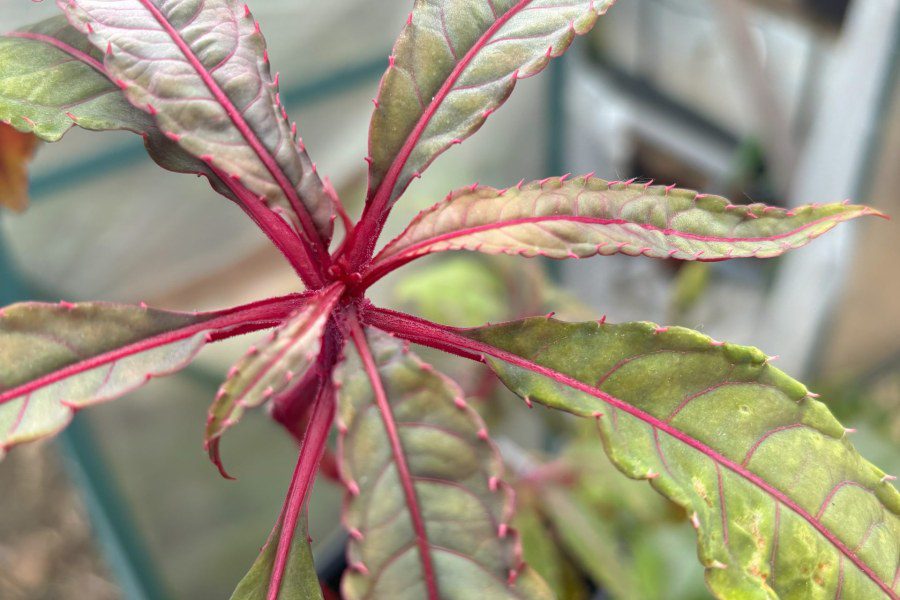 Can you take cuttings from impatiens omeiana pink nerves?