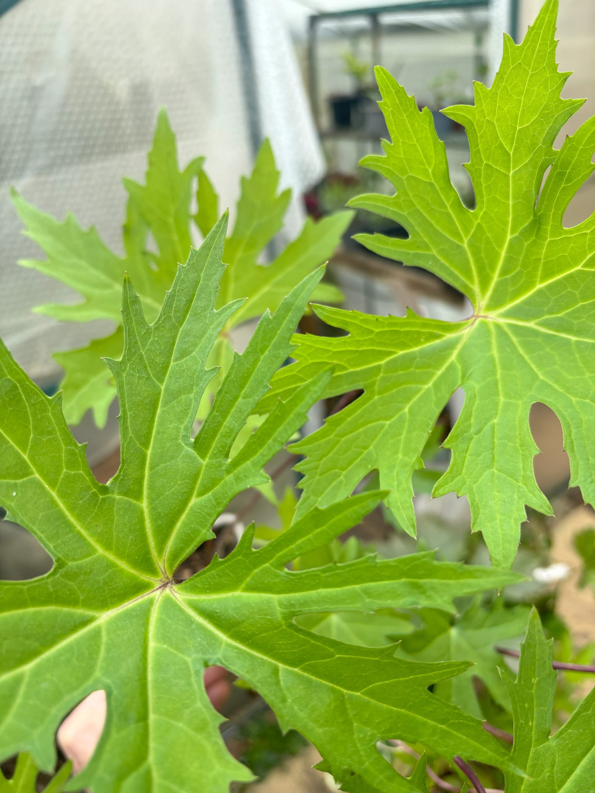 ligularia przewalskii