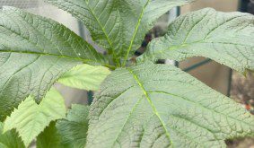 How to grow Rodgersia podophylla ‘Braunlaub’