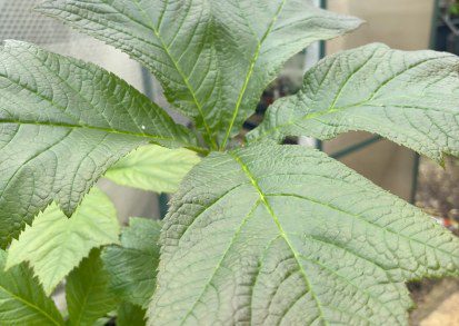 How to grow Rodgersia podophylla ‘Braunlaub’