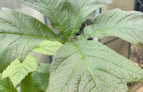 How to grow Rodgersia podophylla ‘Braunlaub’