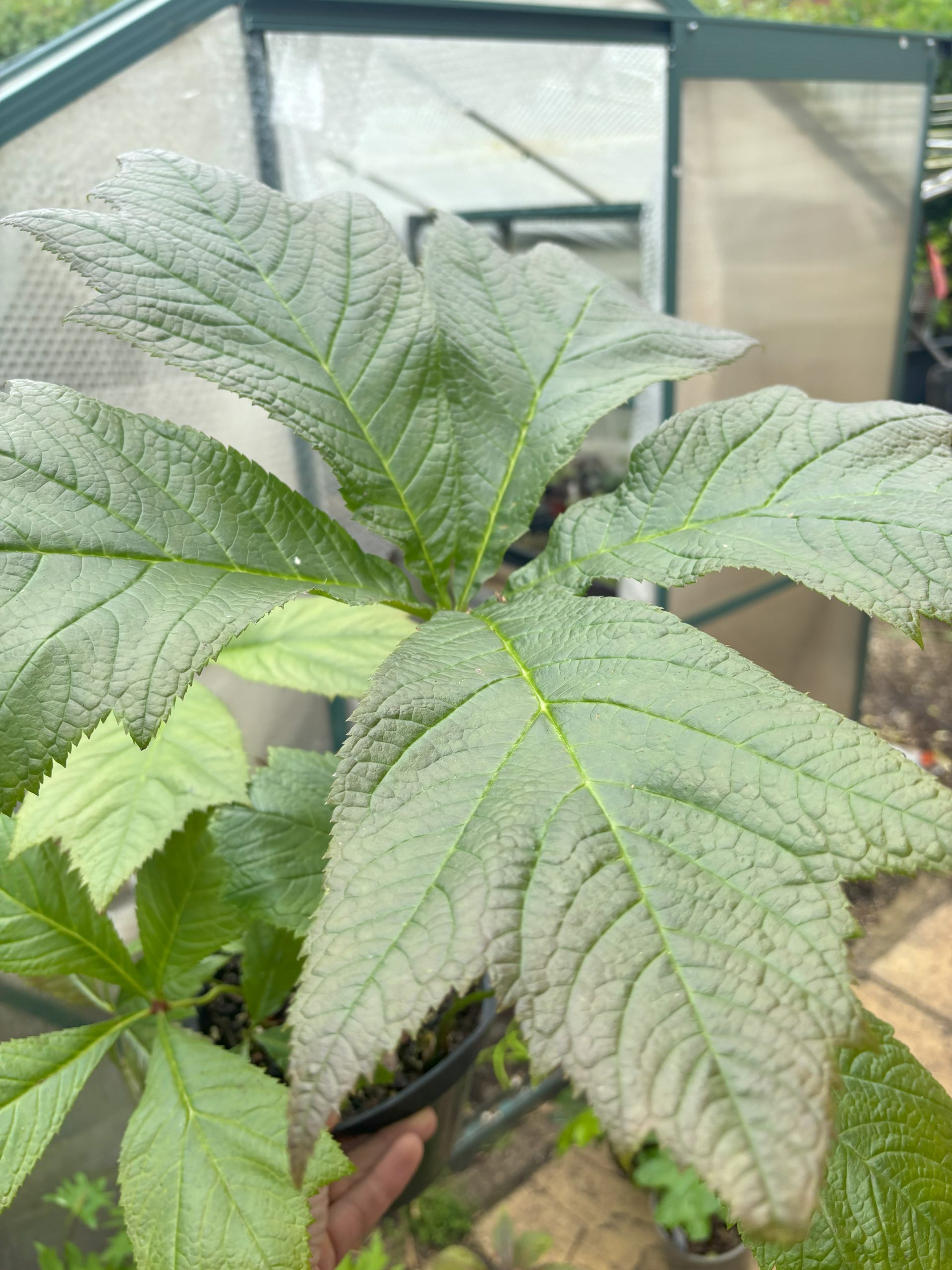 Rodgersia podophylla 'Braunlaub'