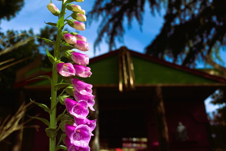 foxglove