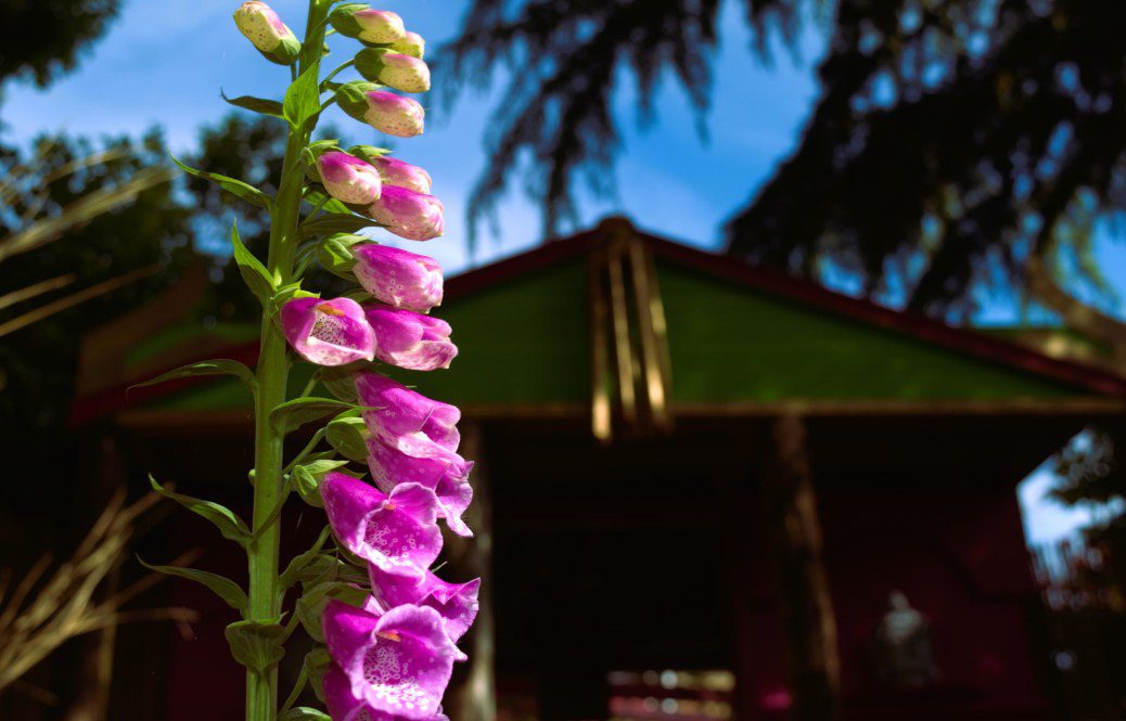 How to grow Foxgloves