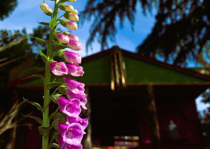 How to grow Foxgloves