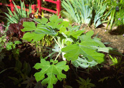 How to grow  Montanoa grandiflora (Tree Daisy)