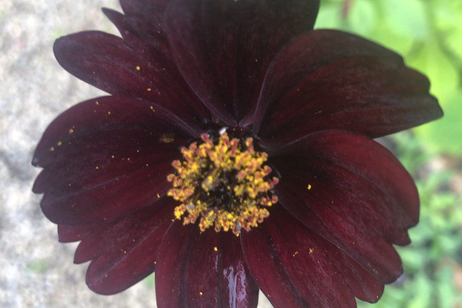 Will Chocolate Cosmos come back the following year?