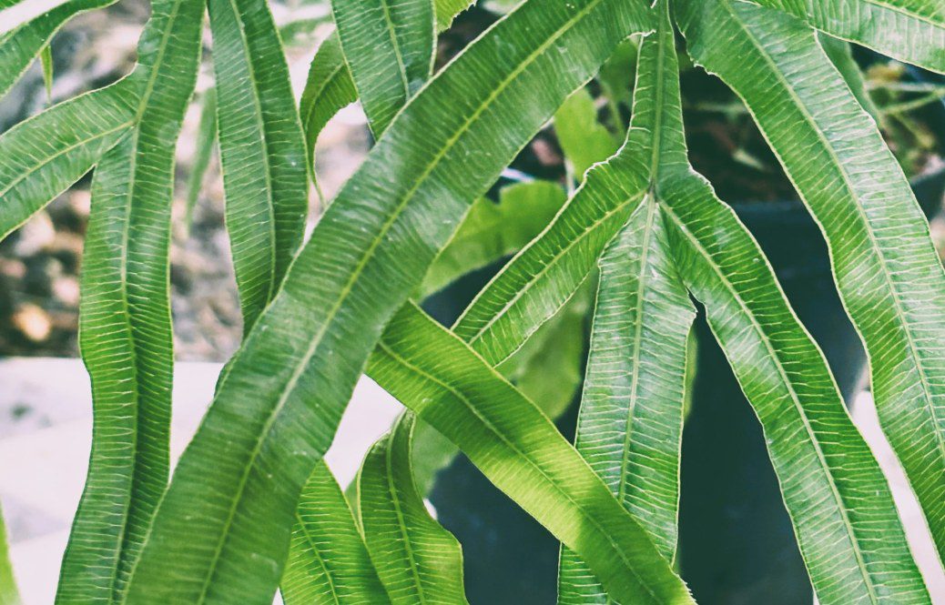 How to Grow Pteris Umbrosa