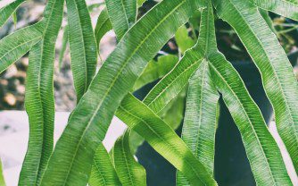 How to Grow Pteris Umbrosa