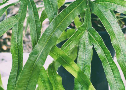 How to Grow Pteris Umbrosa