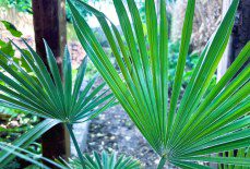 What’s so good about Trachycarpus fortunei x princeps Hybrid?