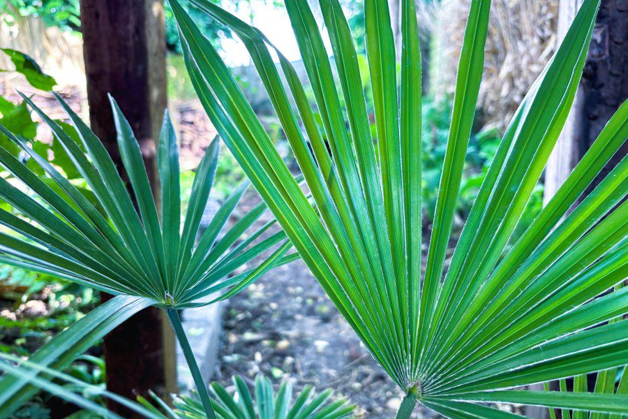 What’s so good about Trachycarpus fortunei x princeps Hybrid?