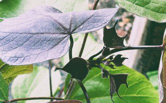 How to Grow Catalpa erubescens Purpurea