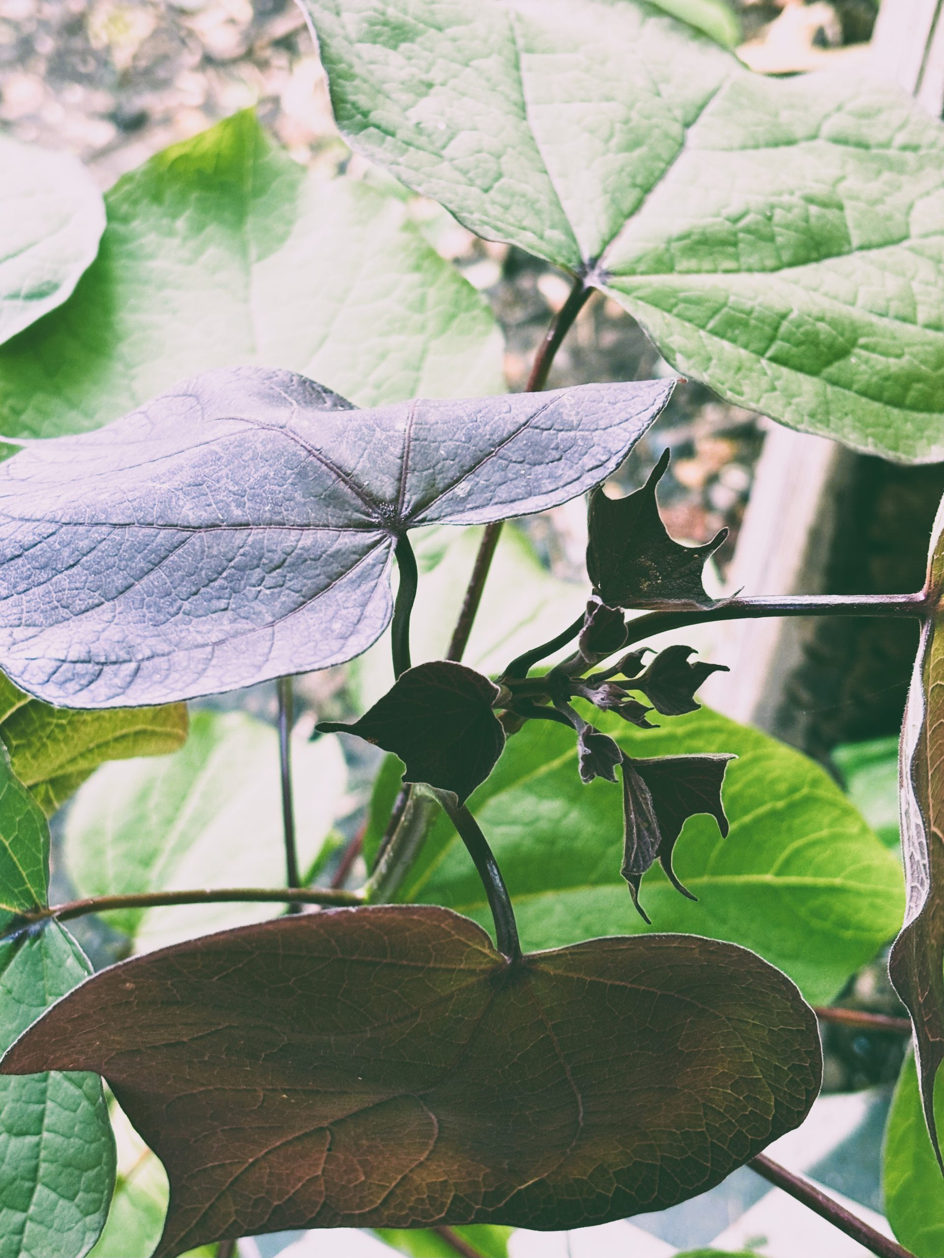 Catalpa × erubescens 'Purpurea'