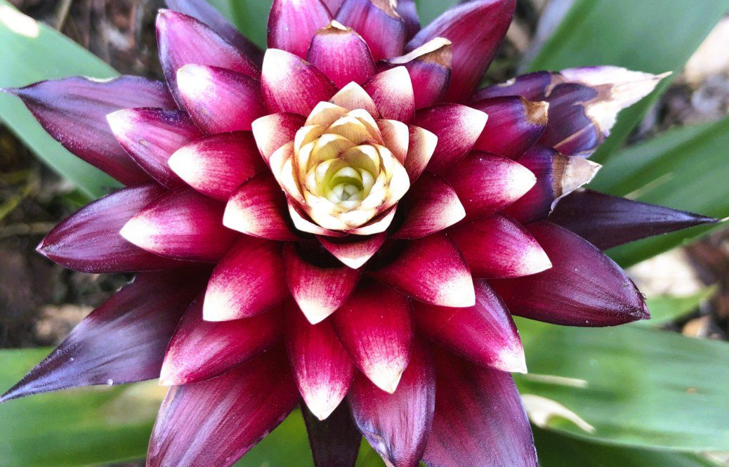 How to Grow Bromeliad Guzmania Lingulata ‘Francesca’