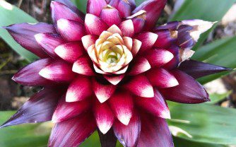 How to Grow Bromeliad Guzmania Lingulata ‘Francesca’