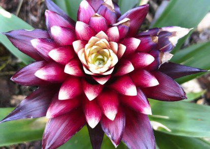 How to Grow Bromeliad Guzmania Lingulata ‘Francesca’