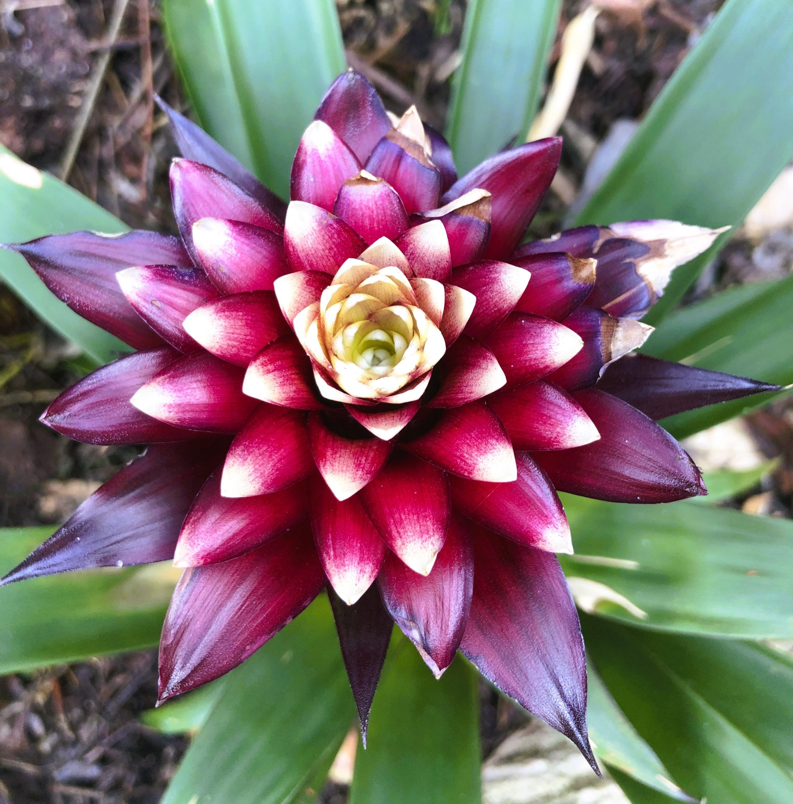Guzmania lingulata 'Francesca'