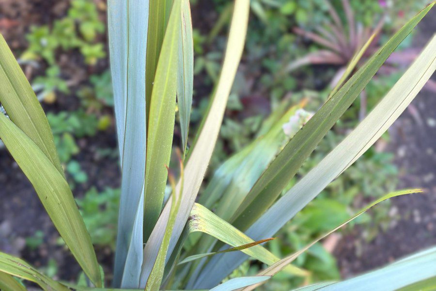 Phormium Tenax: Has This Iconic Plant Fallen Out of Fashion in the UK?