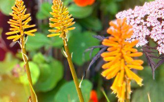 How  To Grow Kniphofia ‘Popsicle’