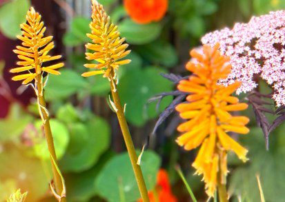 How  To Grow Kniphofia ‘Popsicle’