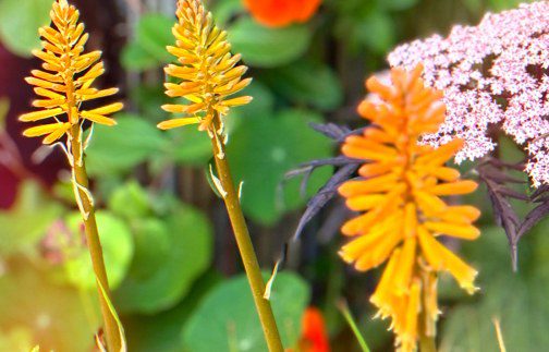 How  To Grow Kniphofia ‘Popsicle’