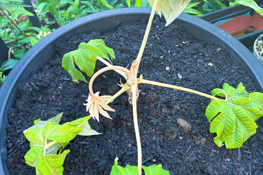 Why has my new tetrapanax collapsed?