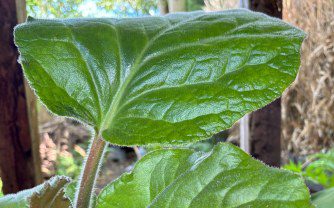 How to Grow Bergenia ciliata ‘Wilton’