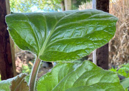 How to Grow Bergenia ciliata ‘Wilton’