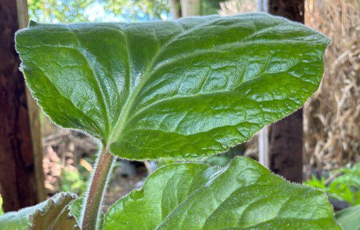 How to Grow Bergenia ciliata ‘Wilton’