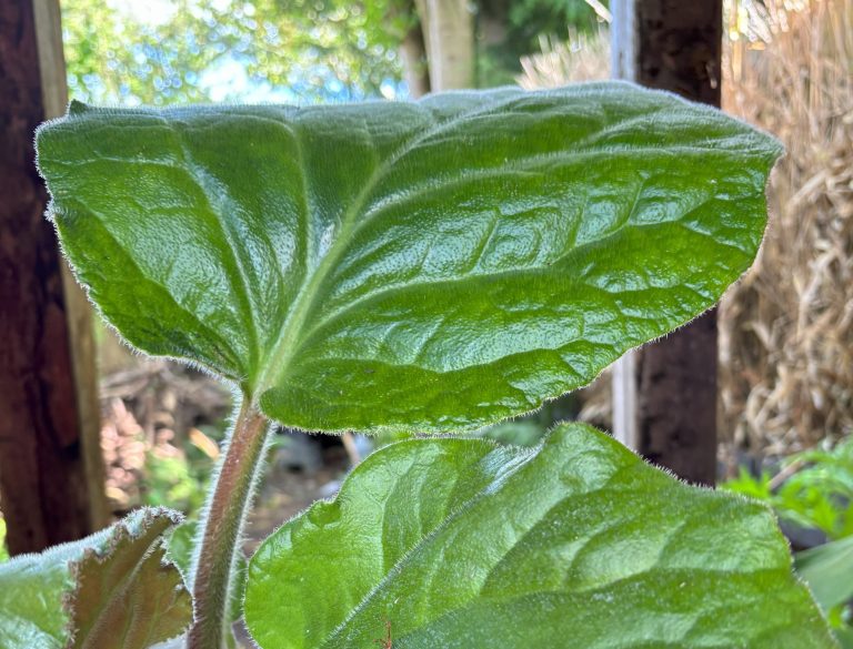 How to Grow Bergenia ciliata ‘Wilton’