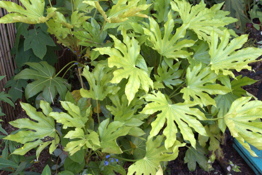 What are good types of Fatsia for a UK garden?