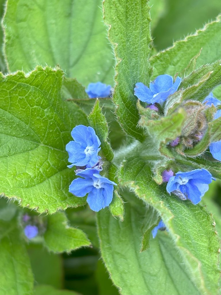 Green Alkanet