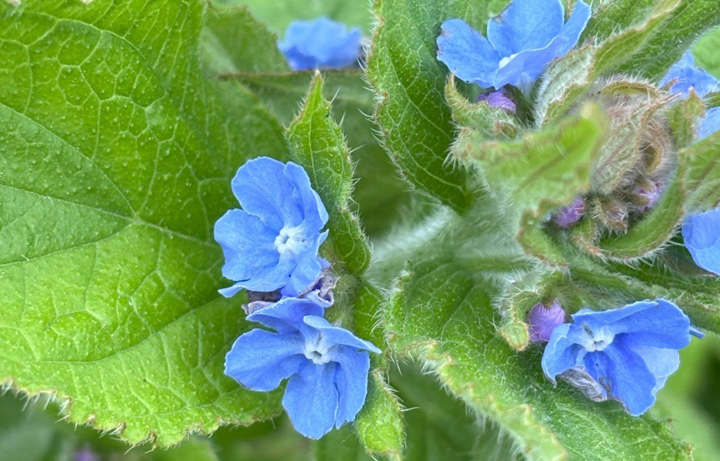 Green Alkanet