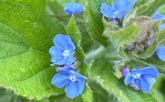 Green Alkanet