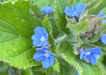 Green Alkanet