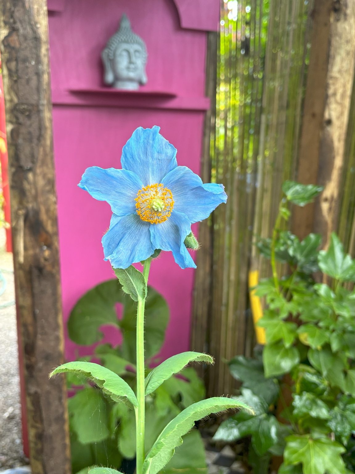 Growing Meconopsis in a UK Tropical Style Garden - Local Gardener