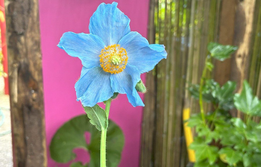 Growing Meconopsis in a UK Tropical Style Garden - Local Gardener