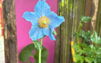 Growing Meconopsis in a UK Tropical Style Garden