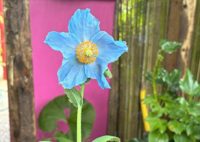 Growing Meconopsis in a UK Tropical Style Garden