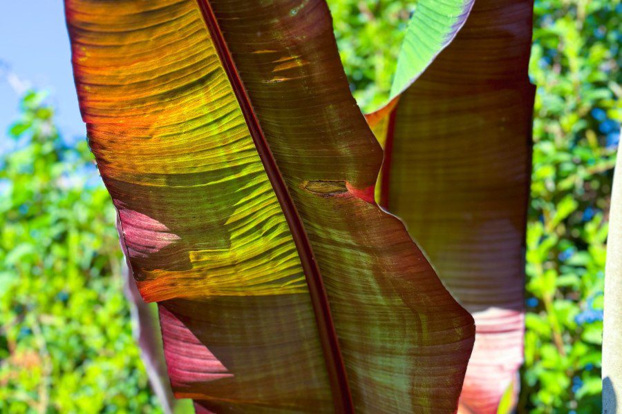 What feed for Ensete Ventricosum Maurelii for Maximum Leaf Growth?