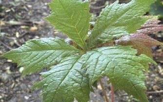 How to Grow Rodgersia podophylla ‘Crûg’s Colossus’: