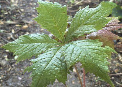 How to Grow Rodgersia podophylla ‘Crûg’s Colossus’: