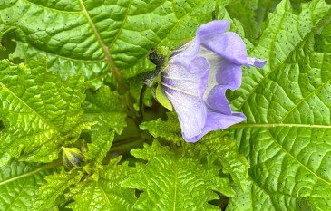 How to grow Shoo Fly Plant