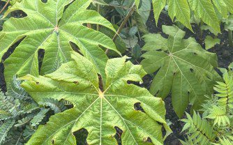 Growing Tetrapanax in the UK