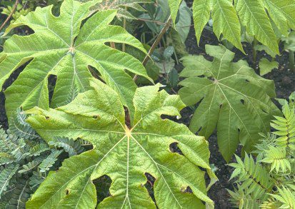 Growing Tetrapanax in the UK