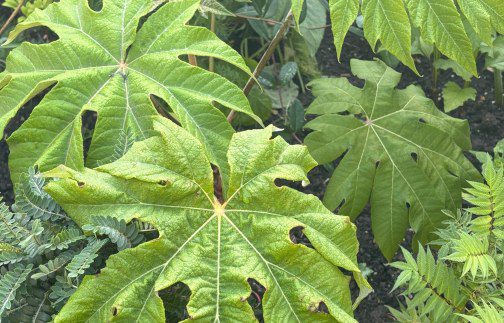 Growing Tetrapanax in the UK