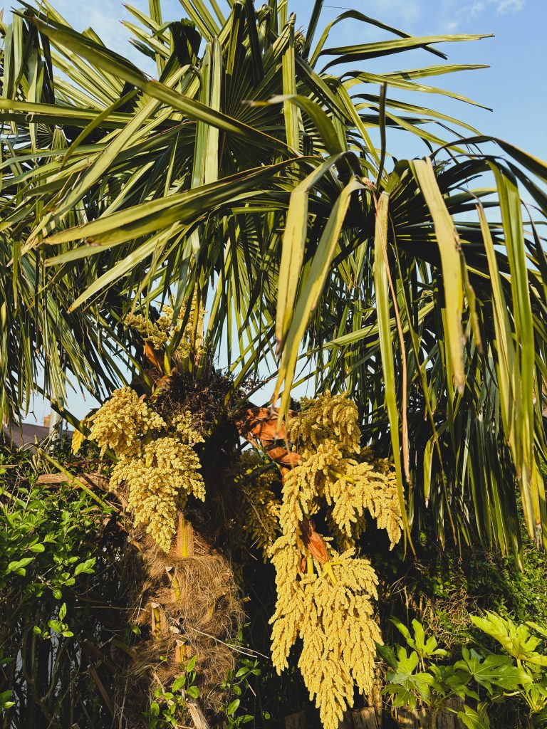How to grow Trachycarpus fortunei