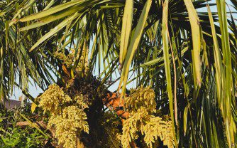 How to grow Trachycarpus fortunei