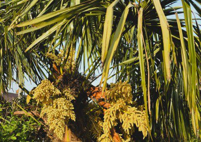 How to grow Trachycarpus fortunei